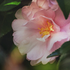 DSC09977. 寒に咲く