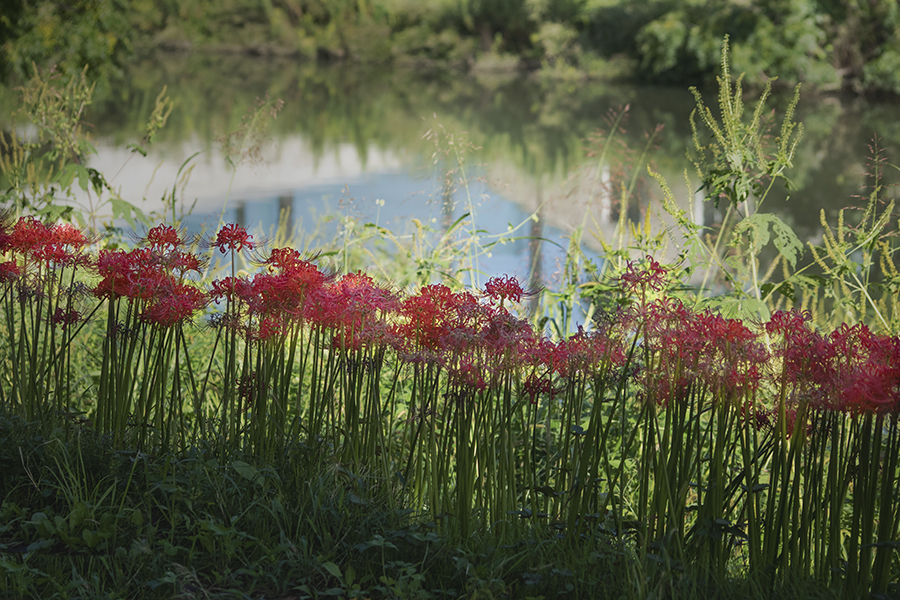 DSC04276　水辺の秋日和