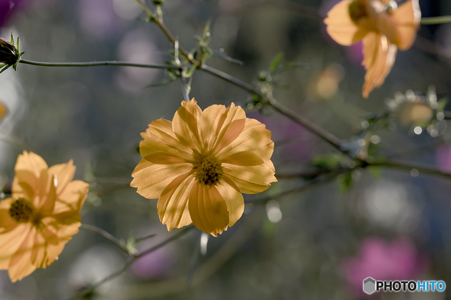 DSC00906  キ゚バナコスモス