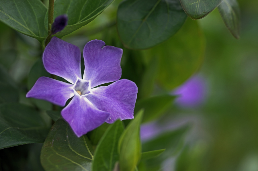 ヒメツルニチソウ