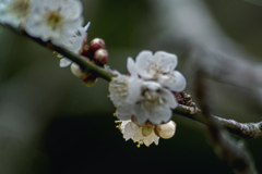 DSC05444. 花たちのかくれんぼ？