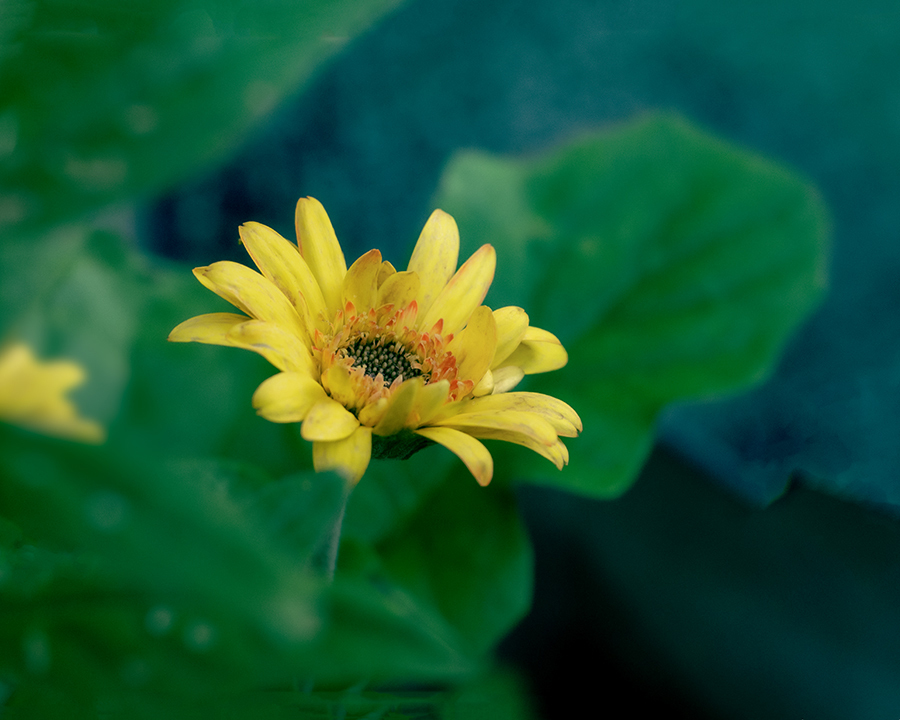 DSC02075. キクイモモドキ
