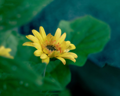DSC02075. キクイモモドキ