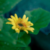 DSC02075. キクイモモドキ
