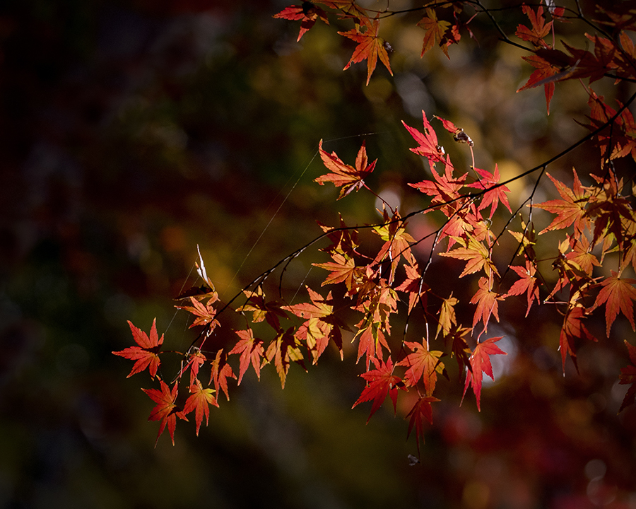 DSC09834 冬もみじ-10
