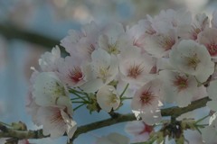 DSC04953 こんもり桜