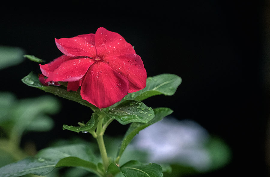 DSC02048. 夏を愛しむ