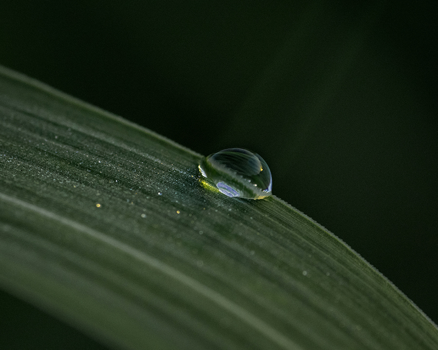DSC04891. みずたま レンズ