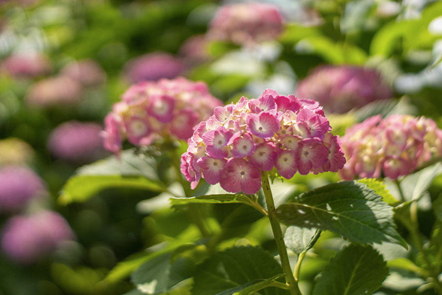 DSC06236. 五月の紫陽花