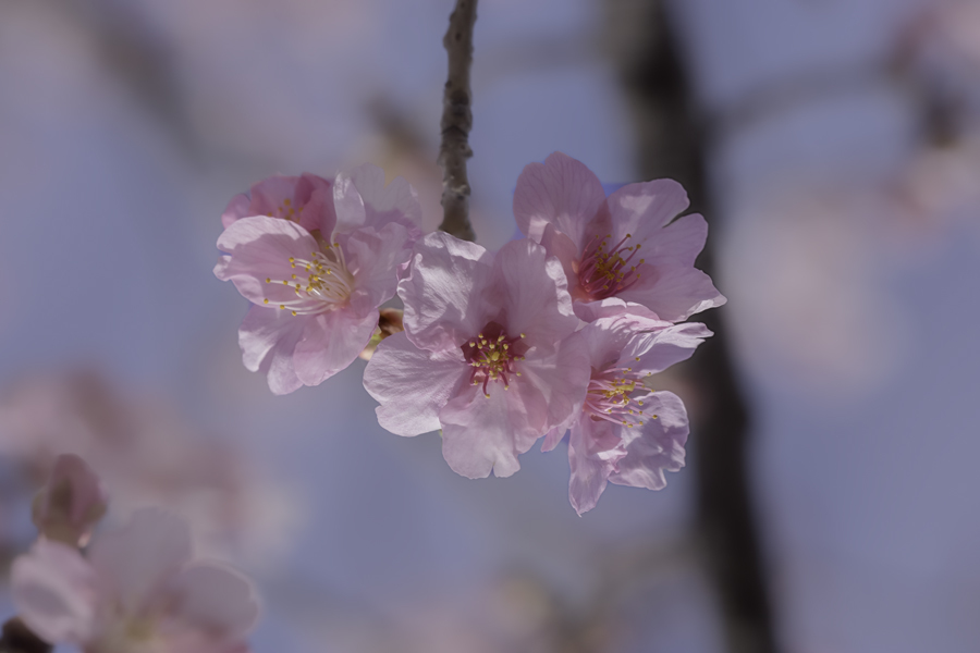 DSC03923 河津桜-5