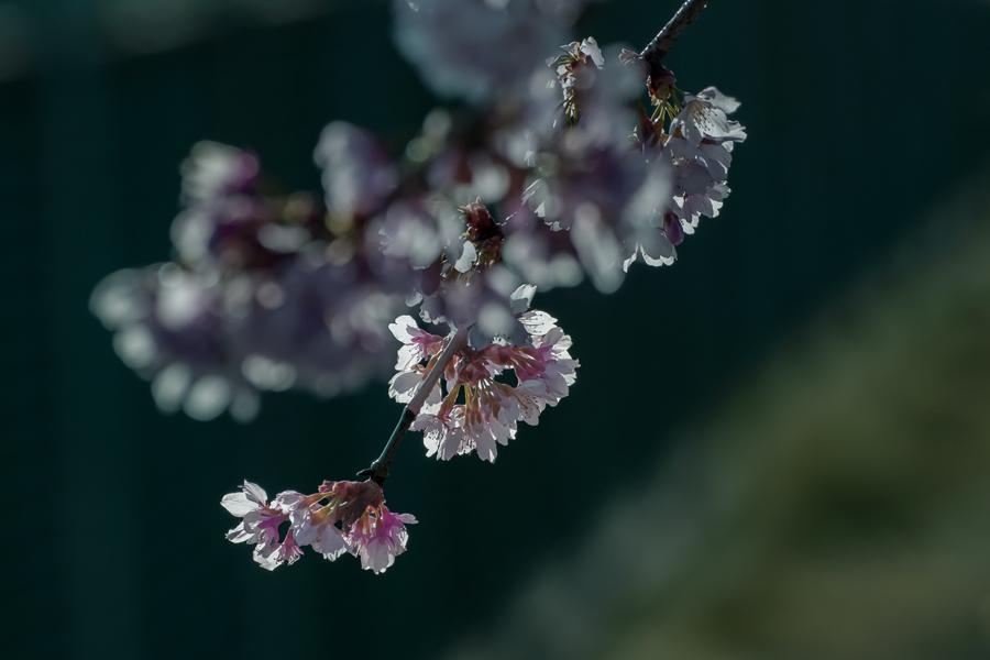 DSC04655 宇宙船桜　