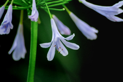 DSC02316. 夏の花