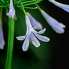 DSC02316. 夏の花