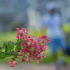 DSC03050. 花小径