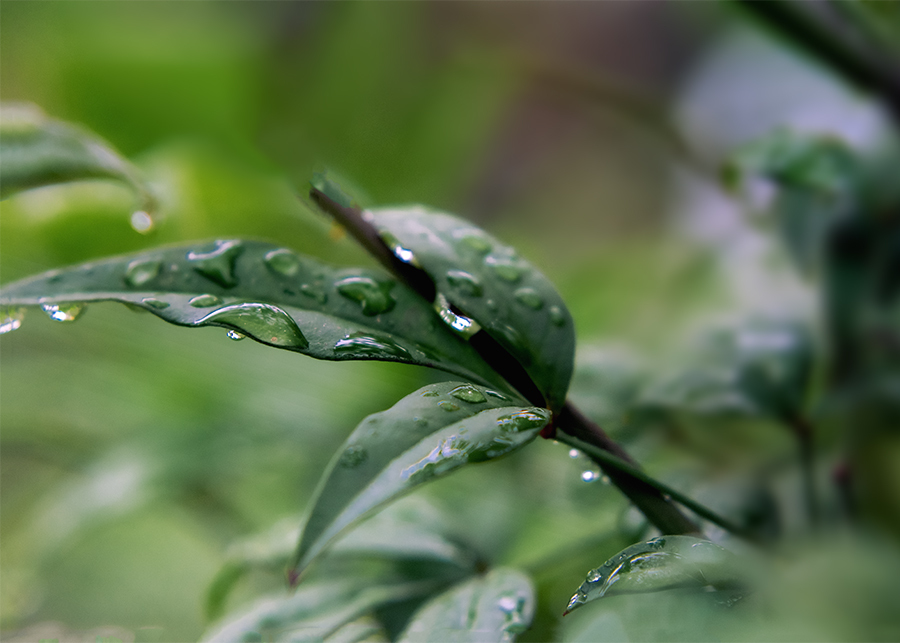 DSC01546. 雨上がり