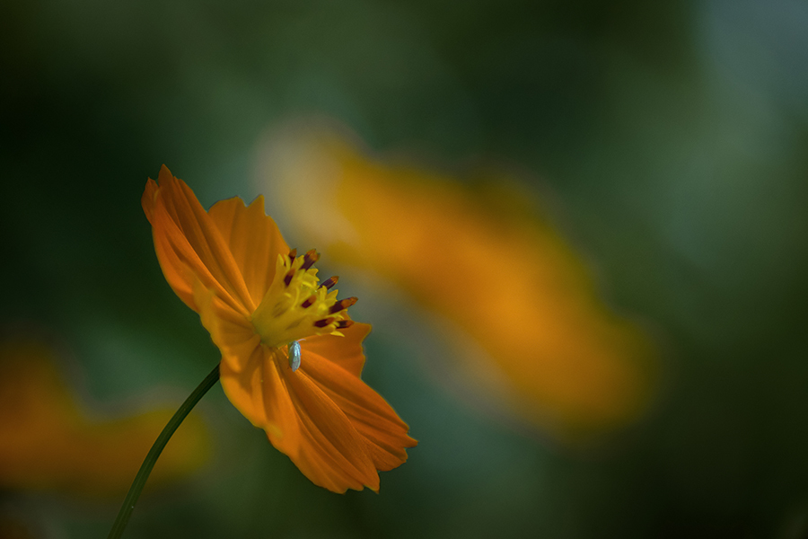 木漏れ日の中の 花と虫