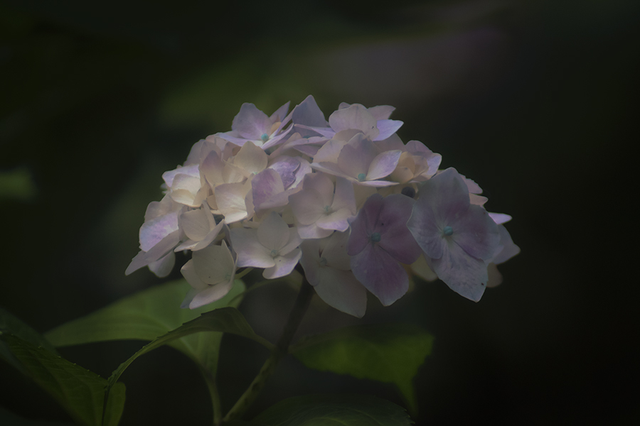 久伊豆神社参道の紫陽花-1