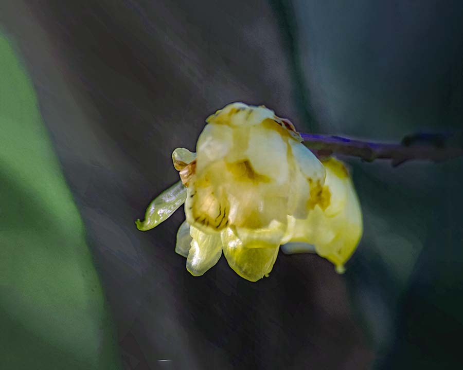 DSC00143  冬陽射しに映える