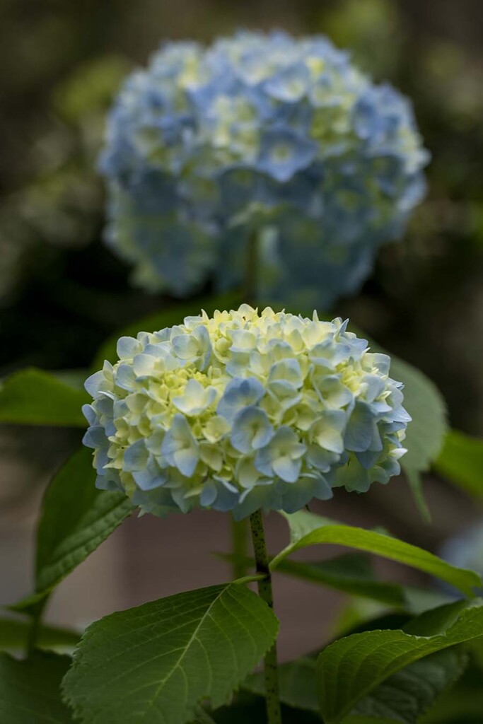 DSC08981. 華麗な紫陽花が咲いていた