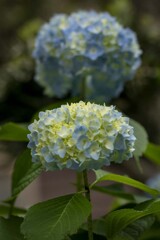 DSC08981. 華麗な紫陽花が咲いていた