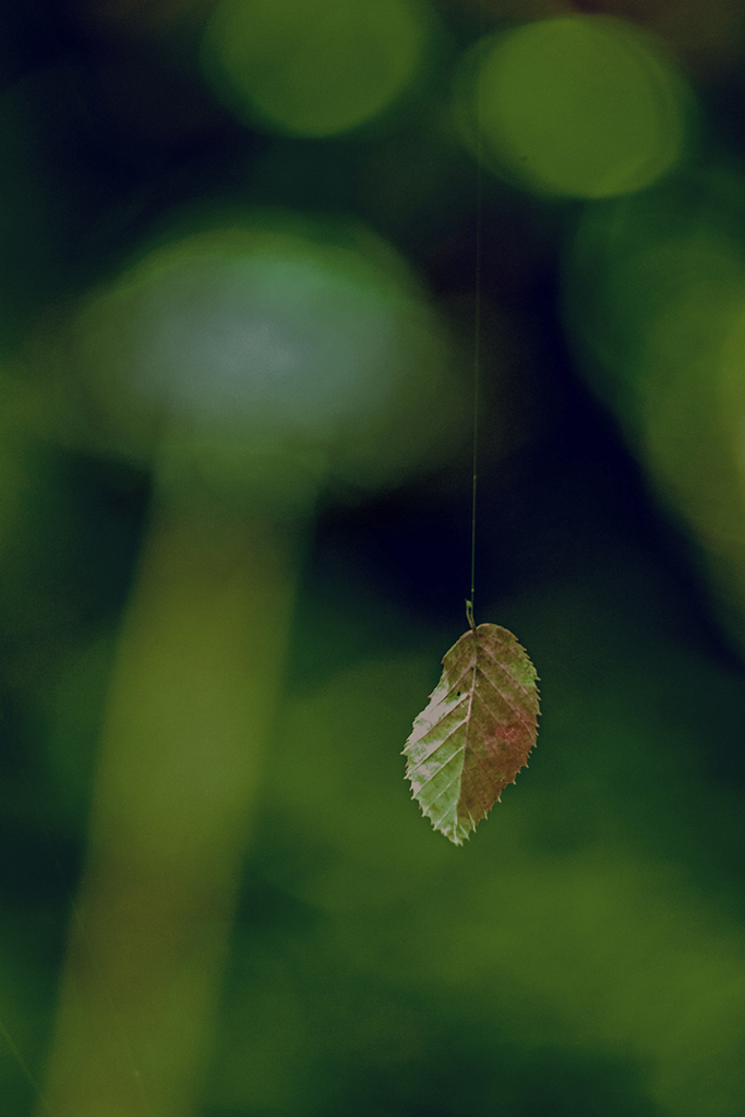 DSC02102-蜘蛛の糸