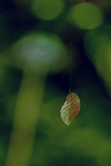 DSC02102-蜘蛛の糸