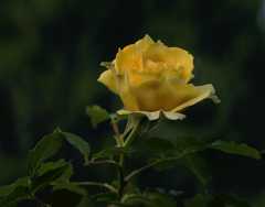山吹色の薔薇