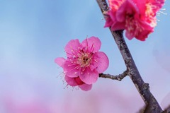 春は何処から来る？　DSC02598