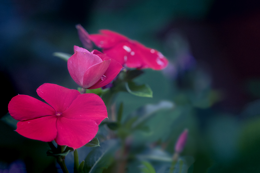 DSC01570. 赤と黒
