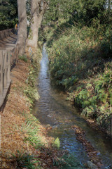 晩秋渓流　  DSC03058