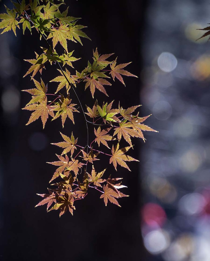 DSC06082. 木陰の長閑