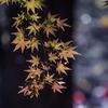 DSC06082. 木陰の長閑