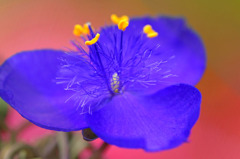 紅(くれない)と紫