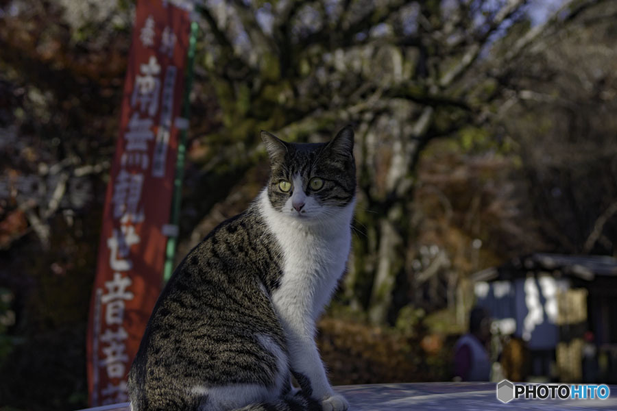 DSC01079 車の屋根から紅葉見物