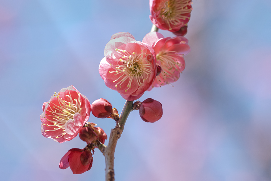 春近しDSC00394.