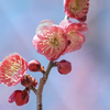 春近しDSC00394.