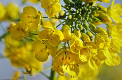 ピカピカ菜の花