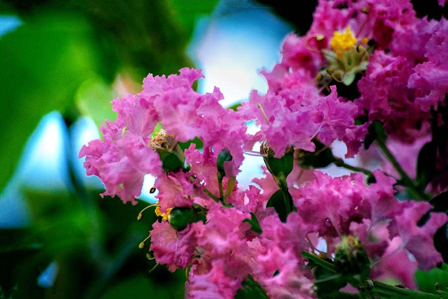 DSC02456. 百日紅