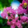 DSC02456. 百日紅
