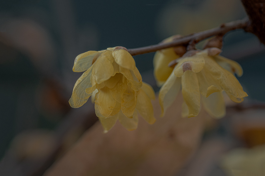 DSC00032. 蝋梅