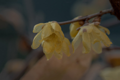 DSC00032. 蝋梅
