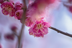 DSC05252-2 紅梅の頃　春の空 朧に光る-1