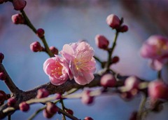 DSC09983. 春へ歓喜