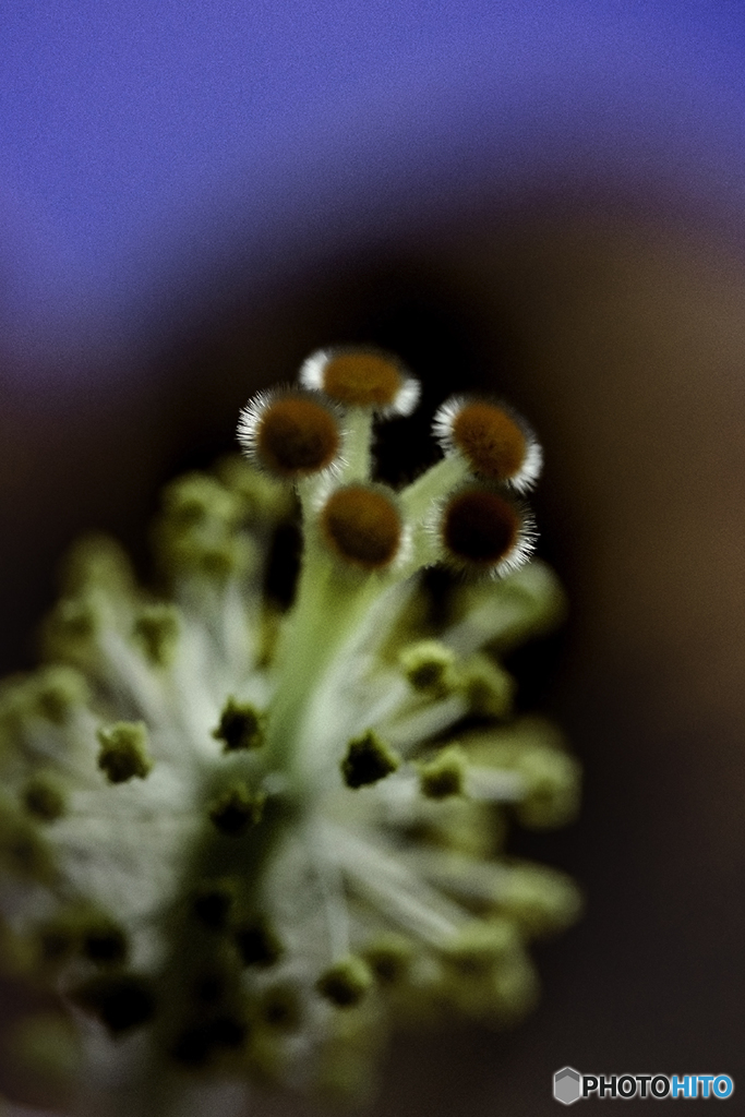 DSC08585 ハイビスカスの蕊です