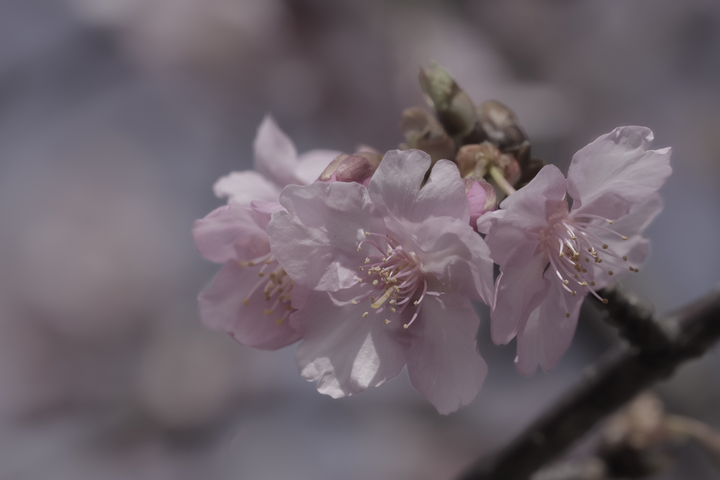 DSC03800 明るい表通りに桜咲く 