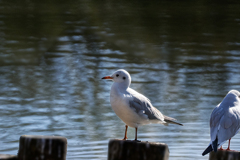 DSC06574  明日があるさ