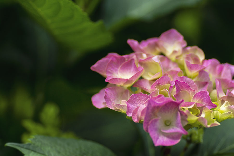 DSC03032 乙女盛り紫陽花