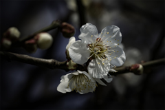 DSC03616 梅二輪