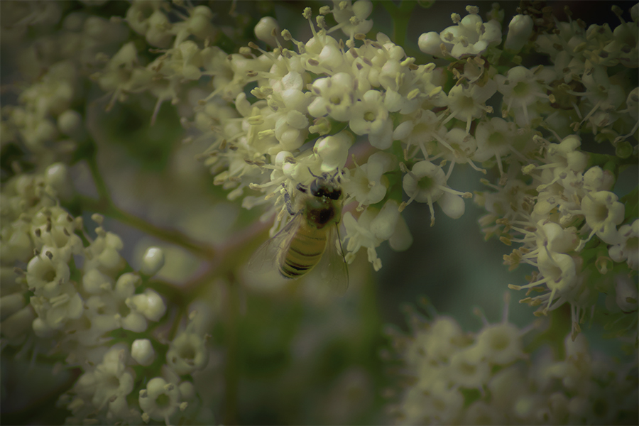 サンゴ樹と蜜蜂