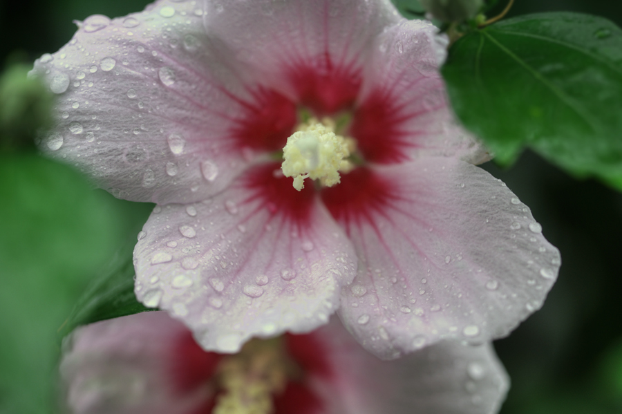 雨に咲くDe御座る